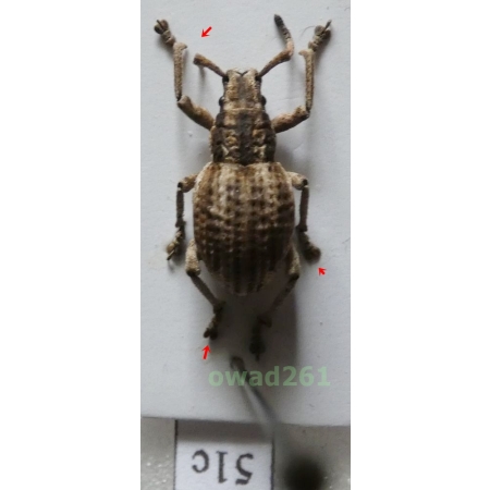 Episomus lentus Erichson, 1834 female Philippines51c